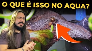 🔴VISITANTES MISTERIOSOS EM AQUÁRIOS Mr Betta [upl. by Beatrix]