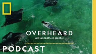 Going Undercover to Save Manta Rays  Podcast  Overheard at National Geographic [upl. by Ogu]