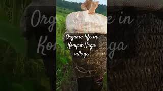 Totok village  Konyak Naga tribe  organic life nagatribe nature enb indigenouspeoples [upl. by Thayer]