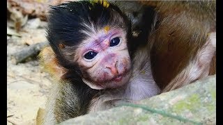 Welcome Newborn Baby monkey Just born  But Sad to see purple face small body not suckingcryweak [upl. by Enylecoj]