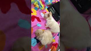 Cute chihuahua puppy loves to howl at five weeks old [upl. by Aikimat]