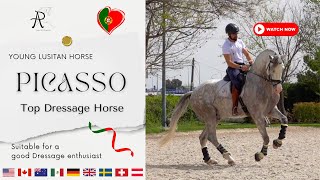 quotPICASSO  The Lusitano Horse Destined for Dressage Greatnessquot [upl. by Jud]