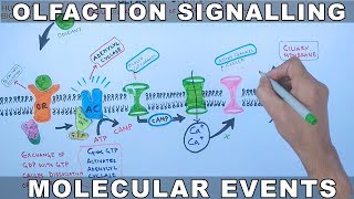 Olfaction Signalling  Molecular Events of Olfaction Signalling [upl. by Wrightson]