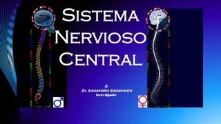 SISTEMA NERVIOSO CENTRAL [upl. by Oinotnaesoj]