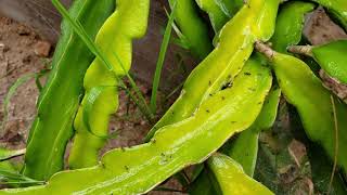 Does neem oil really work against ants Spray where it matters viewer question  Sam Nshanyan [upl. by Acillegna]