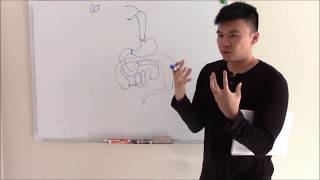 USMLE GIT 1 Embryology Anatomy and Gastrointestinal Ligaments [upl. by Tonkin]