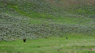 Bison charges Grizzly Bear in Yellowstone National Park Lamar Valley [upl. by Ramel]