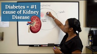 Diabetes is the Number 1 cause of Chronic Kidney Disease Diabetic Kidney Disease  CKD series 2 [upl. by Jarlen754]