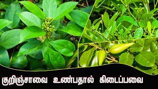 குறிஞ்சாவை உண்பதால் கிடைப்பவை  Gymnema sylvestre  Arokiyamaka Vala [upl. by Kylen338]