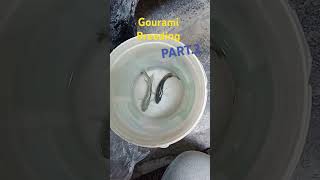 Gourami breeding part2 gouramifish [upl. by Jopa978]