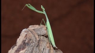 Haltungstipps für die Miomantis paykulliiÄgyptische Mantis [upl. by Lirrad]