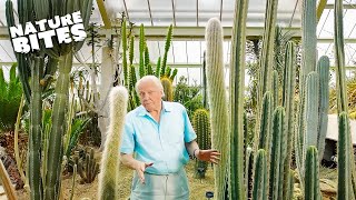 Exploring Natures Marvels David Attenborough Unveils the Desert Plants Life Cycle  Nature Bites [upl. by Aiynot]