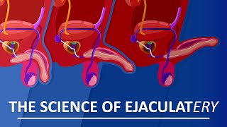 Behind The Sperm and Ejaculation [upl. by Weitman]