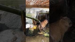 Pauvre Capybara 😭 japon himeji [upl. by Rofotsirk646]