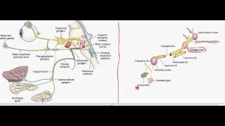 Regulation of salivary secretion  parasympathetic fibers  PART 1 [upl. by Sisile425]