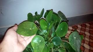 bozuk para cicegi  pilea [upl. by Pack]