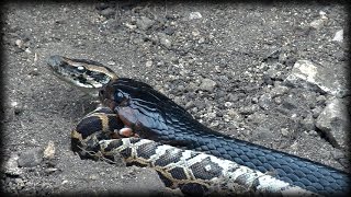 Indigo Snake Eats Python 02  Snake Cannibalism [upl. by Mirelle961]