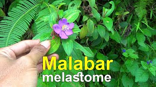 Malabar melastome Melastoma malabathricum [upl. by Readus]