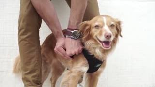 How to put on a Mesh Dog Harness [upl. by Oleic]