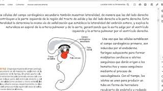 Sistema cardiovascular embrionario [upl. by Ardnaz14]