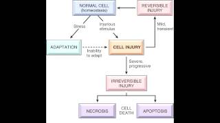 Cell Injury  Reversible amp Irreversible [upl. by Isia403]