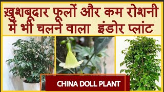 China doll plant॥China doll plant care ॥RADERMACHERA grow tips ॥ चाइना डॉल प्लांट की देखभाल [upl. by Grigson]