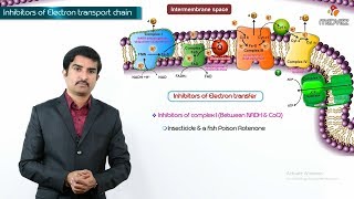 Inhibitors of electron transport chain  oxidative phosphorylation  ionophores and uncouplers [upl. by Egief]