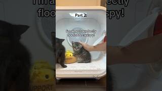 Orphaned rescue kitten Chickie’s 🐥 postpoopsplosion 💩 bath floofing ☁️ cat kitten floof cute [upl. by Brownley881]