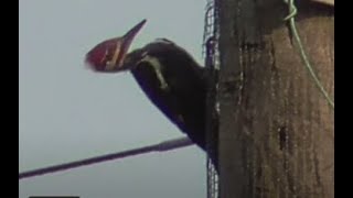 Pileated woodpecker calling and drumming Dryocopus pileatus [upl. by Adnama152]