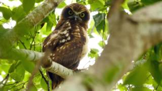 Australian Boobook Owl Southern Boobook Owl or Boobook Owl Ninox boobook [upl. by Tiffa]