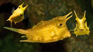 Cowfish – Oceans Most Unique amp Quirky Creature [upl. by Anitsrihc]