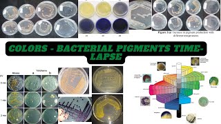 Colors  Bacterial Pigments Time Lapse Full Video [upl. by Gram]