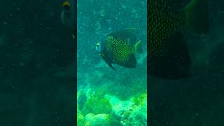 Snorkeling at Malmok Beach 🇦🇼 snorkeling travel arubatravel shorts ytshorts aruba vacation [upl. by Ahsaei]