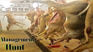 Nilgai Management  Meat Hunt [upl. by Penrose]