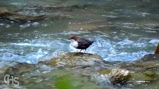 Un bel oiseau de torrent Le Cincleplongeur [upl. by Obala]