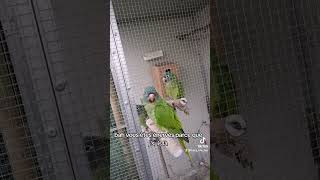 Pourquoi choisir un perroquet conure aratinga 🦜 [upl. by Aysa]