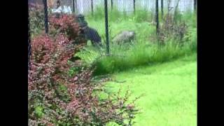 Buru babirusa amp Okapis  Zoo Antwerp [upl. by Roach537]