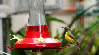 Sunbird Feeder [upl. by Luigi652]