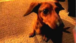 Smart Weiner Dog Doing Tricks Best Dachshund Tricks Ever [upl. by Piscatelli]