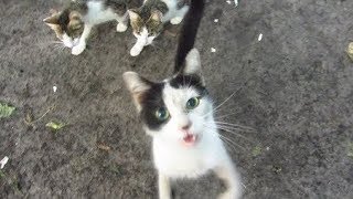 Le chat a tellement faim quil miaule très fort [upl. by Nawiat]