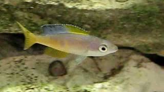 Cyprichromis leptosoma speckleback Moba [upl. by Hufnagel995]