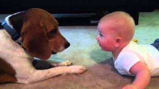 Baby vs Beagle [upl. by Lethia]