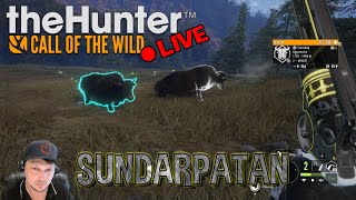 Wild Yak Bengal Tiger amp Tahr Hunting Sundarpatan  theHunter Call of the Wild cotw [upl. by Licastro]