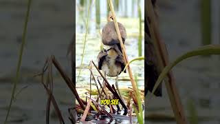 Jacana Birds Can Have Many Legs When Saving Their Babies shorts [upl. by Assirroc14]