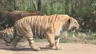 西伯利亞虎群圍車要肉吃 Siberian tigers surround the car [upl. by Ruhl]