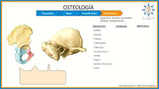 APARATO LOCOMOTOR  OSTEOLOGÍA PARTE 2 ACCIDENTES ÓSEOS [upl. by Ragg]