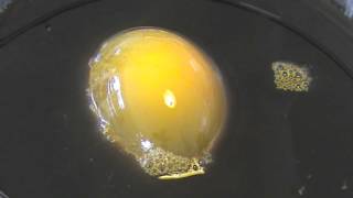 Demonstration of Osmosis using an Egg [upl. by Nothsa865]