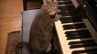 Piano Playing Cat  Top 10 Most Talented Pets [upl. by Raines]