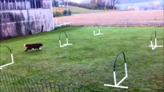 Hoopers  Nadac  HoopersAgility  Hundeschule gooddog Freudwil bei Uster [upl. by Annelg]