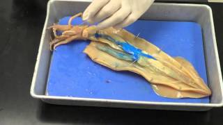 Squid dissection [upl. by Natsreik]